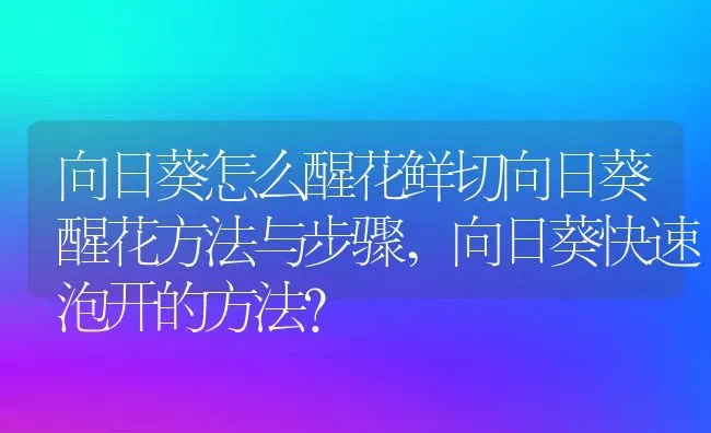 向日葵怎么醒花鲜切向日葵醒花方法与步骤,向日葵快速泡开的方法？ | 养殖科普