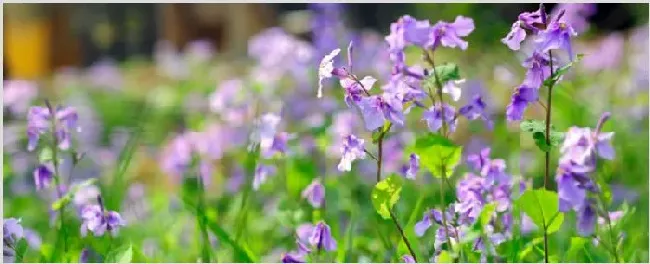 二月兰开花时间 | 农广天地