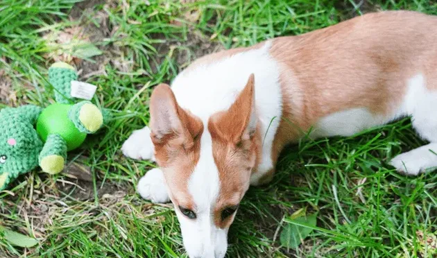 养柯基最大的忌讳,柯基犬注意事项？