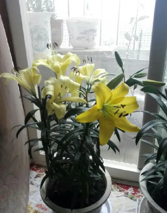 百合花开完花后植株如何处理,百合花开完后，根茎如何处理才能保证第二年继续开花？