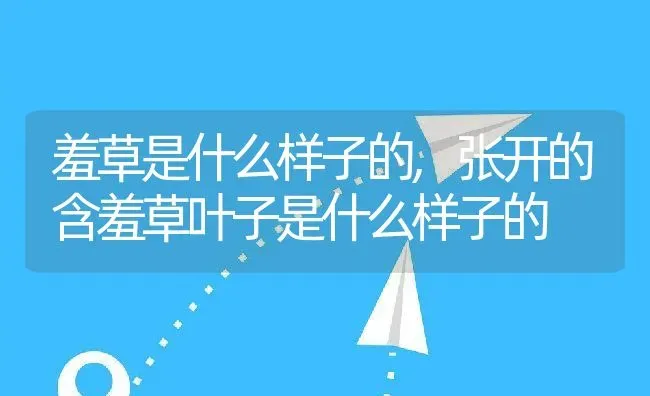 羞草是什么样子的,张开的含羞草叶子是什么样子的 | 养殖学堂