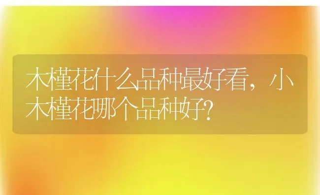 木槿花什么品种最好看,小木槿花哪个品种好？ | 养殖科普