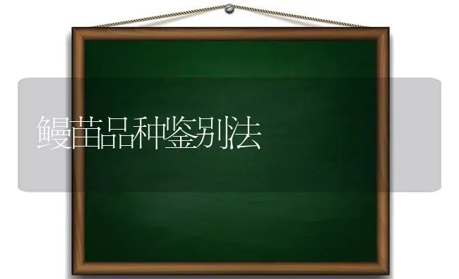 鳗苗品种鉴别法 | 养殖知识