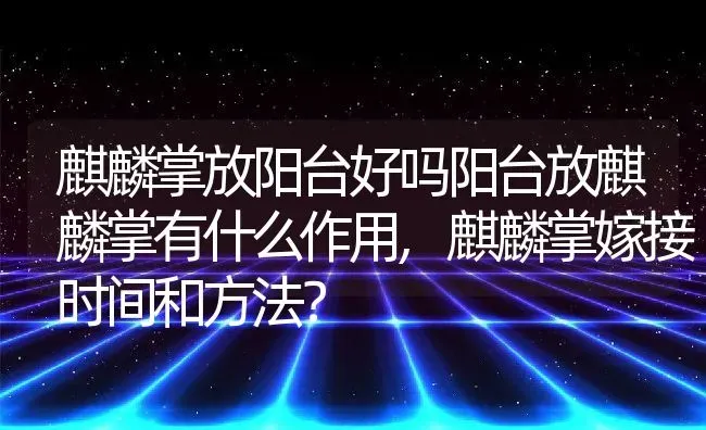 麒麟掌放阳台好吗阳台放麒麟掌有什么作用,麒麟掌嫁接时间和方法？ | 养殖科普