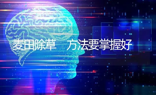 麦田除草 方法要掌握好 | 养殖技术大全