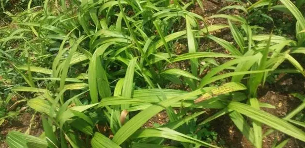 怎样种植白芨,白芨种植技术：白芨怎么种植才能高产？