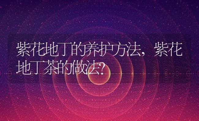 紫花地丁的养护方法,紫花地丁茶的做法？ | 养殖科普