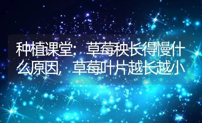 种植课堂:草莓秧长得慢什么原因,草莓叶片越长越小 | 养殖学堂