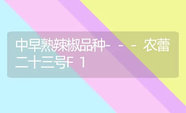 中早熟辣椒品种---农蕾二十三号F1 | 养殖知识