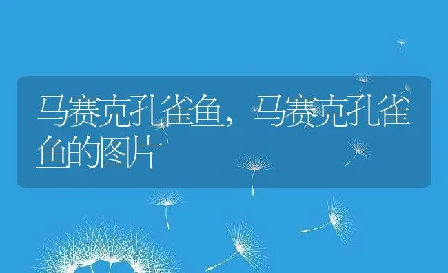 马赛克孔雀鱼,马赛克孔雀鱼的图片 | 养殖科普