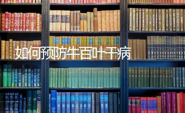 如何预防牛百叶干病 | 养殖技术大全