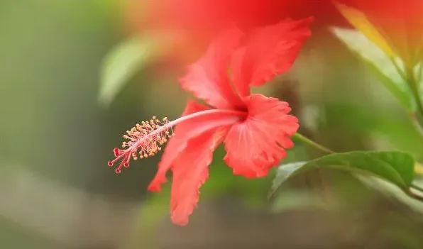 四季开花的盆栽 | 三农知识