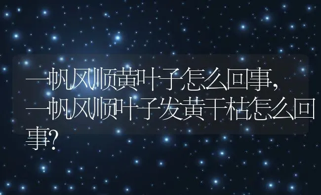 一帆风顺黄叶子怎么回事,一帆风顺叶子发黄干枯怎么回事？ | 养殖科普