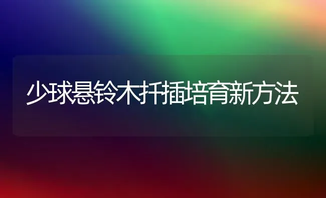 少球悬铃木扦插培育新方法 | 养殖知识