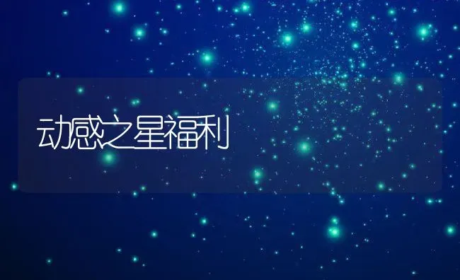 动感之星福利 | 养殖资料