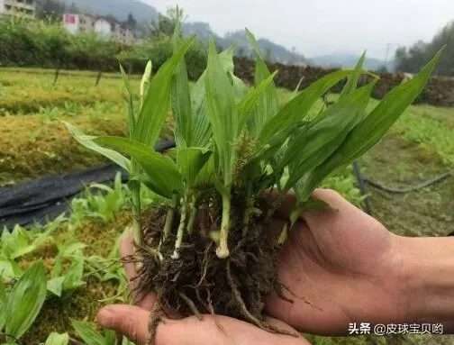 怎样种植白芨,白芨种植技术：白芨怎么种植才能高产？