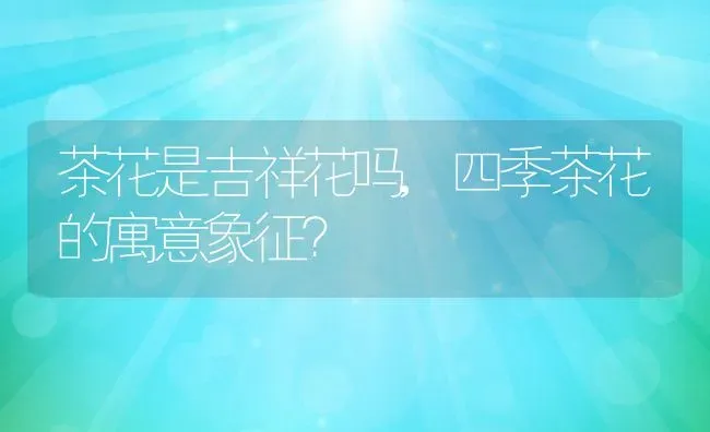 茶花是吉祥花吗,四季茶花的寓意象征？ | 养殖学堂