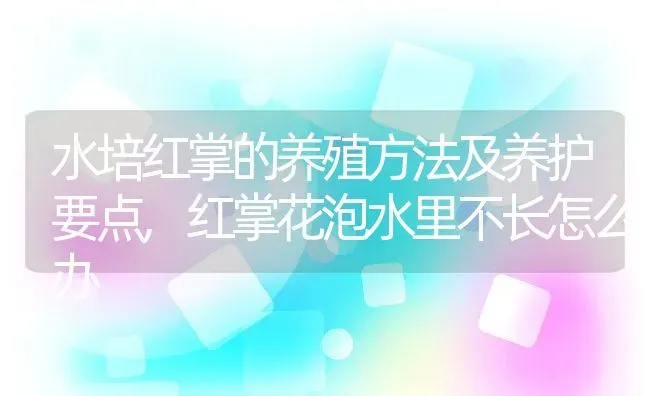 水培红掌的养殖方法及养护要点,红掌花泡水里不长怎么办 | 养殖学堂