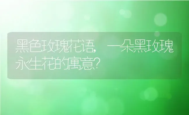 黑色玫瑰花语,一朵黑玫瑰永生花的寓意？ | 养殖科普