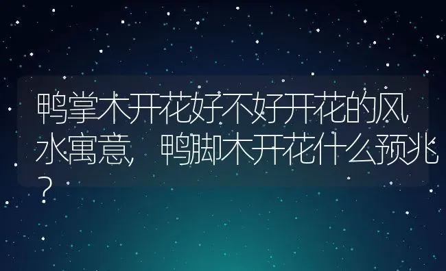 鸭掌木开花好不好开花的风水寓意,鸭脚木开花什么预兆？ | 养殖科普