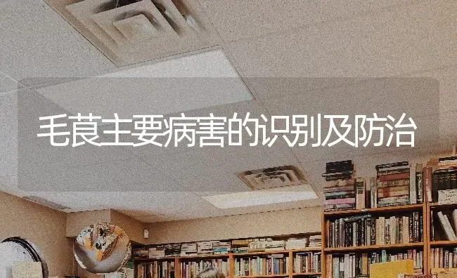 毛茛主要病害的识别及防治 | 养殖技术大全