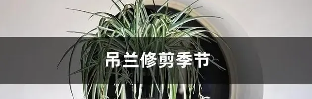 吊兰的修剪方法,吊兰什么时候修剪？