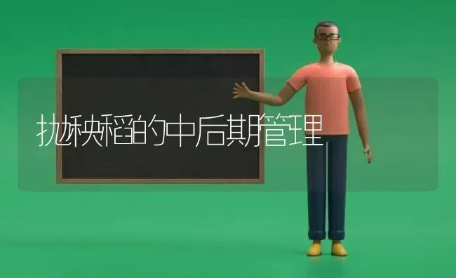 抛秧稻的中后期管理 | 养殖知识