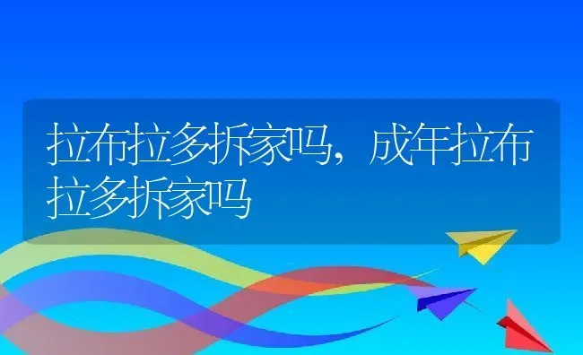 拉布拉多拆家吗,成年拉布拉多拆家吗 | 养殖科普