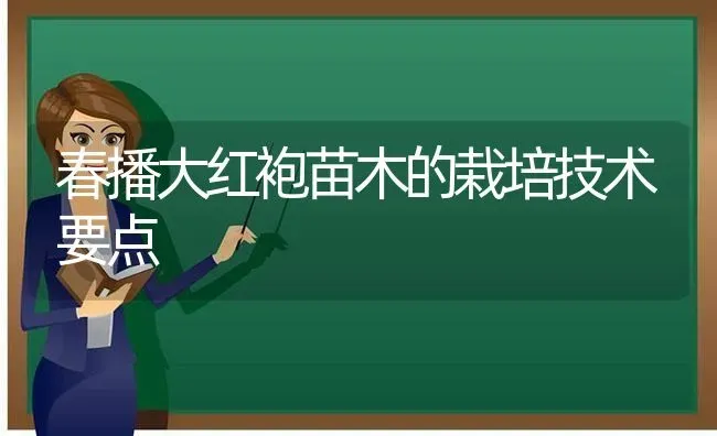 春播大红袍苗木的栽培技术要点 | 养殖技术大全