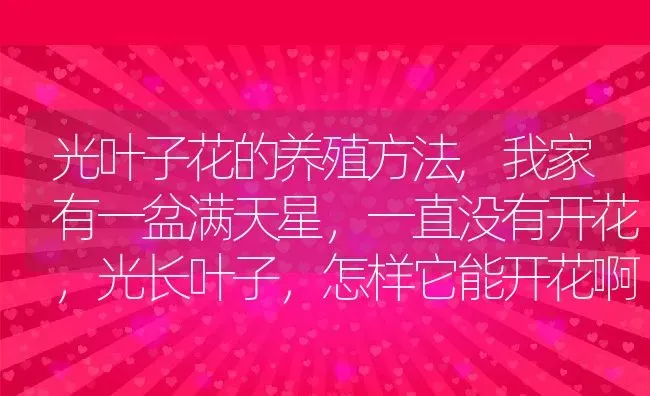 光叶子花的养殖方法,我家有一盆满天星，一直没有开花，光长叶子，怎样它能开花啊？ | 养殖科普