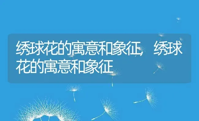 绣球花的寓意和象征,绣球花的寓意和象征 | 养殖科普