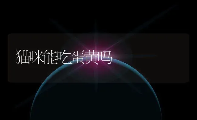 猫咪能吃蛋黄吗 | 养殖科普