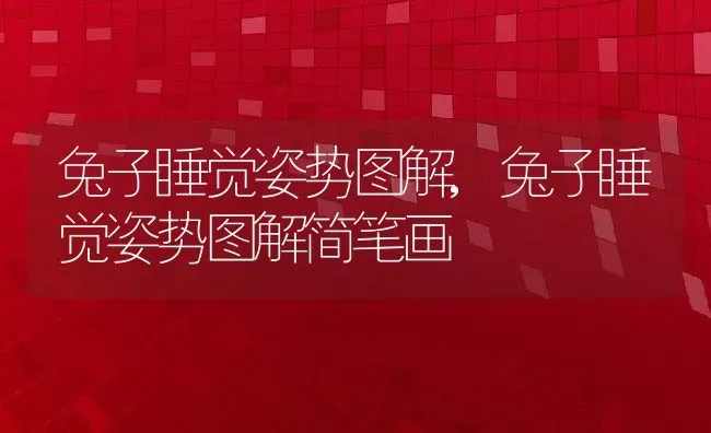 兔子睡觉姿势图解,兔子睡觉姿势图解简笔画 | 养殖科普