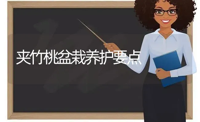 夹竹桃盆栽养护要点 | 养殖知识