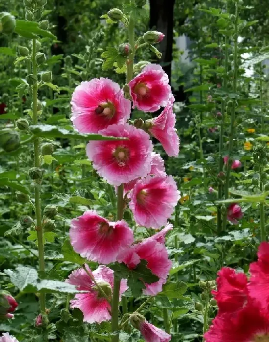 蜀葵花语象征着什么,重瓣蜀葵的寓意和象征？