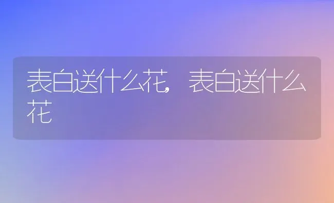 表白送什么花,表白送什么花 | 养殖科普