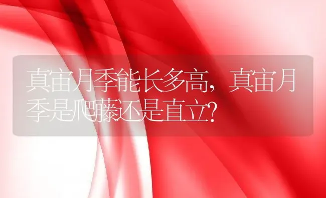 真宙月季能长多高,真宙月季是爬藤还是直立？ | 养殖科普