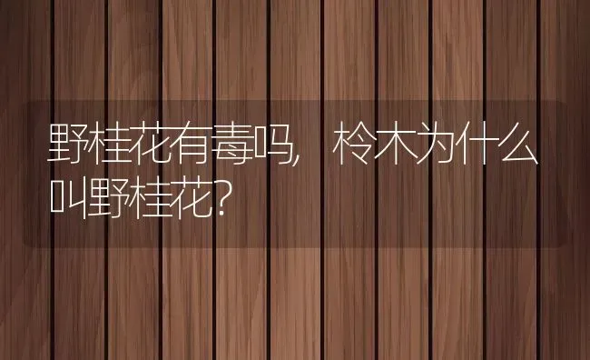 野桂花有毒吗,柃木为什么叫野桂花？ | 养殖科普