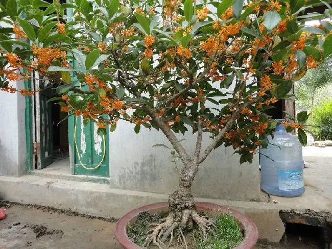 桂花盆栽怎么养才旺盛,桂花树怎么养才能长得旺盛？