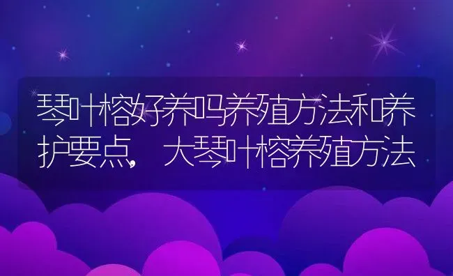 琴叶榕好养吗养殖方法和养护要点,大琴叶榕养殖方法 | 养殖学堂