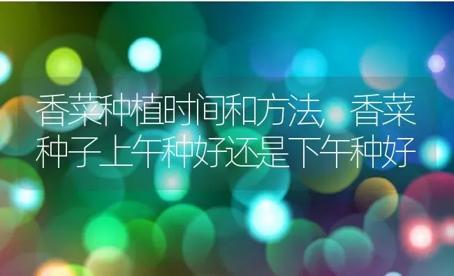 香菜种植时间和方法,香菜种子上午种好还是下午种好 | 养殖学堂