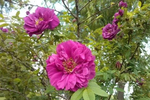 月季花和玫瑰花的区别在哪里,玫瑰花盆栽和月季的区别？