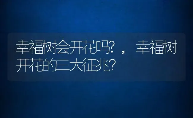 幸福树会开花吗?,幸福树开花的三大征兆？ | 养殖科普