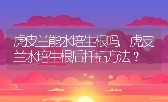 虎皮兰能水培生根吗,虎皮兰水培生根后扦插方法？ | 养殖科普