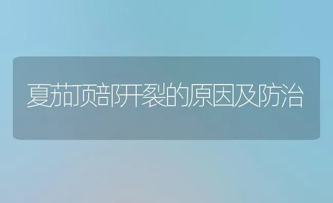 夏茄顶部开裂的原因及防治 | 养殖知识