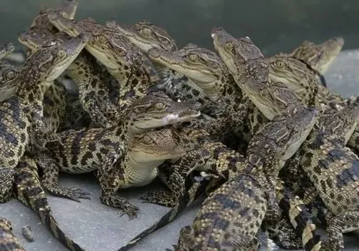 鳄鱼苗多少钱一条 | 生活妙招