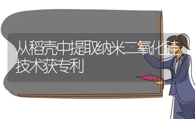 从稻壳中提取纳米二氧化硅技术获专利 | 养殖技术大全