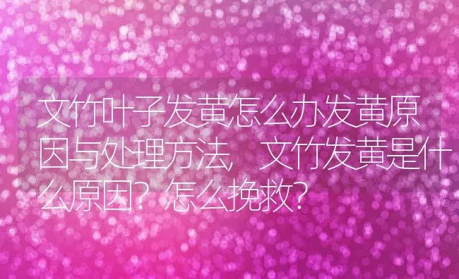 文竹叶子发黄怎么办发黄原因与处理方法,文竹发黄是什么原因？怎么挽救？ | 养殖科普