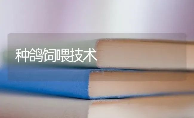种鸽饲喂技术 | 养殖技术大全