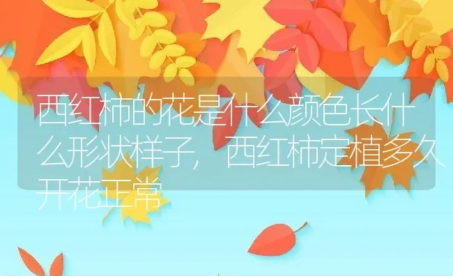 西红柿的花是什么颜色长什么形状样子,西红柿定植多久开花正常 | 养殖学堂